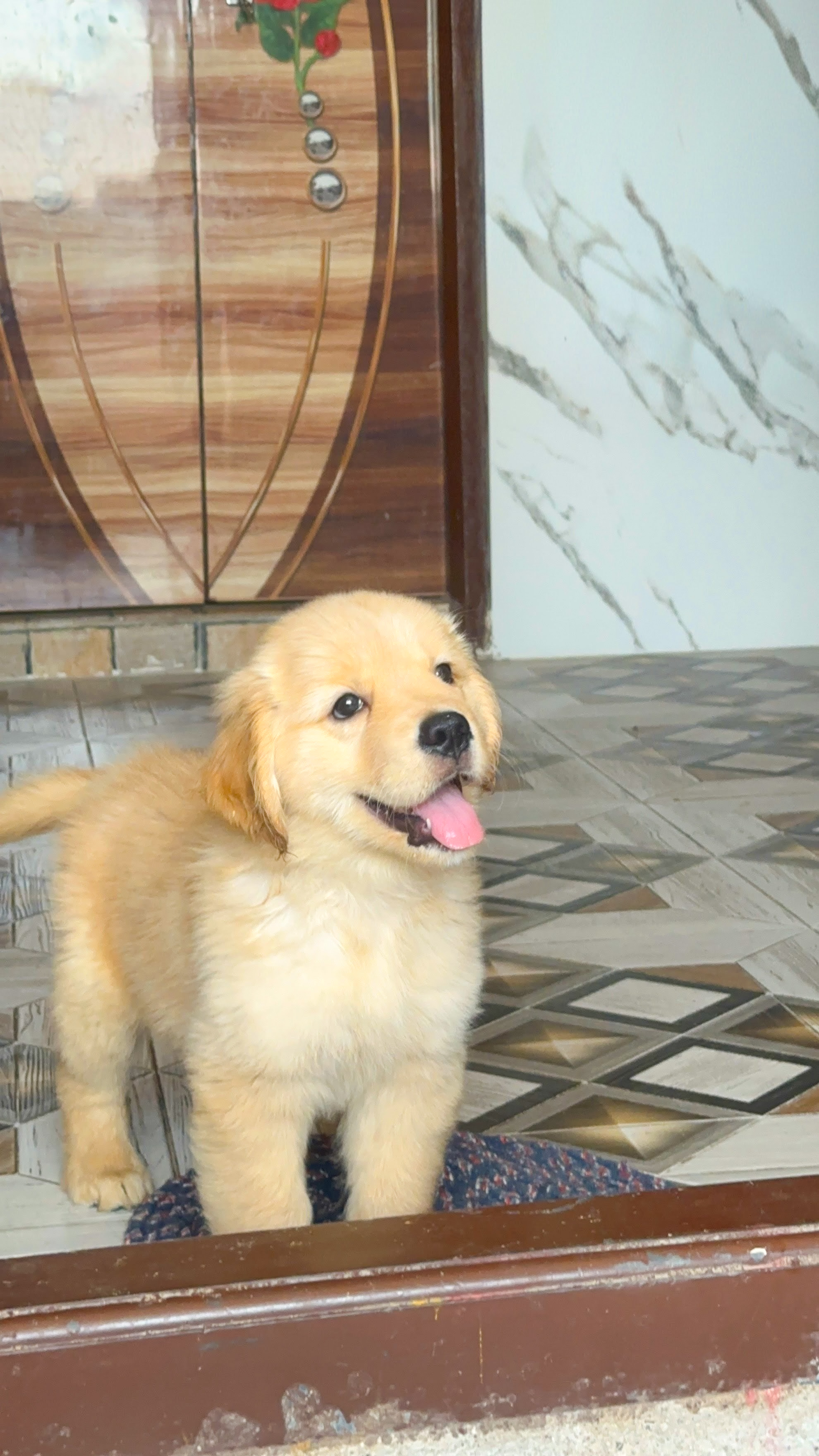 Puppy in the forest