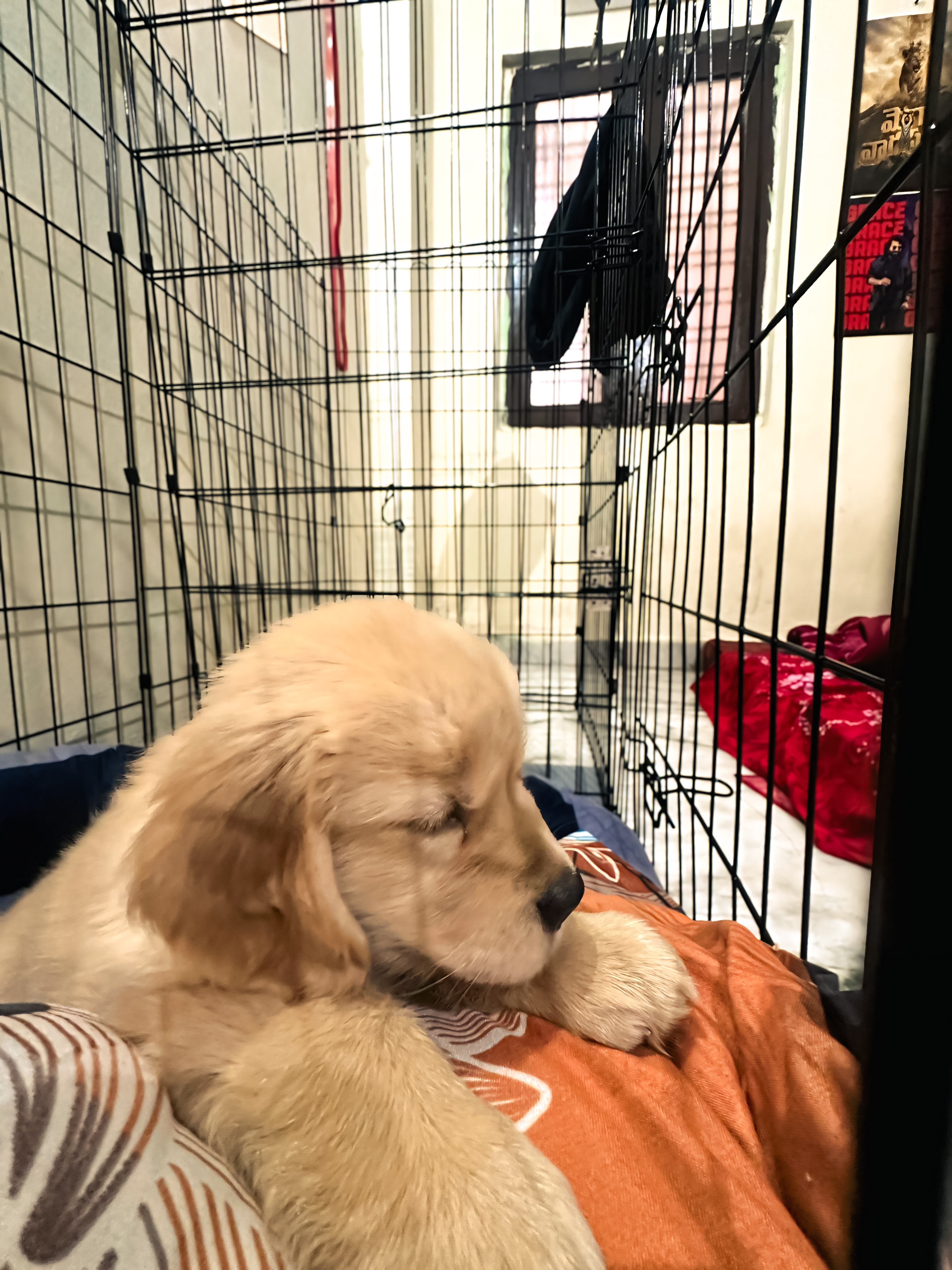 Sleeping puppy