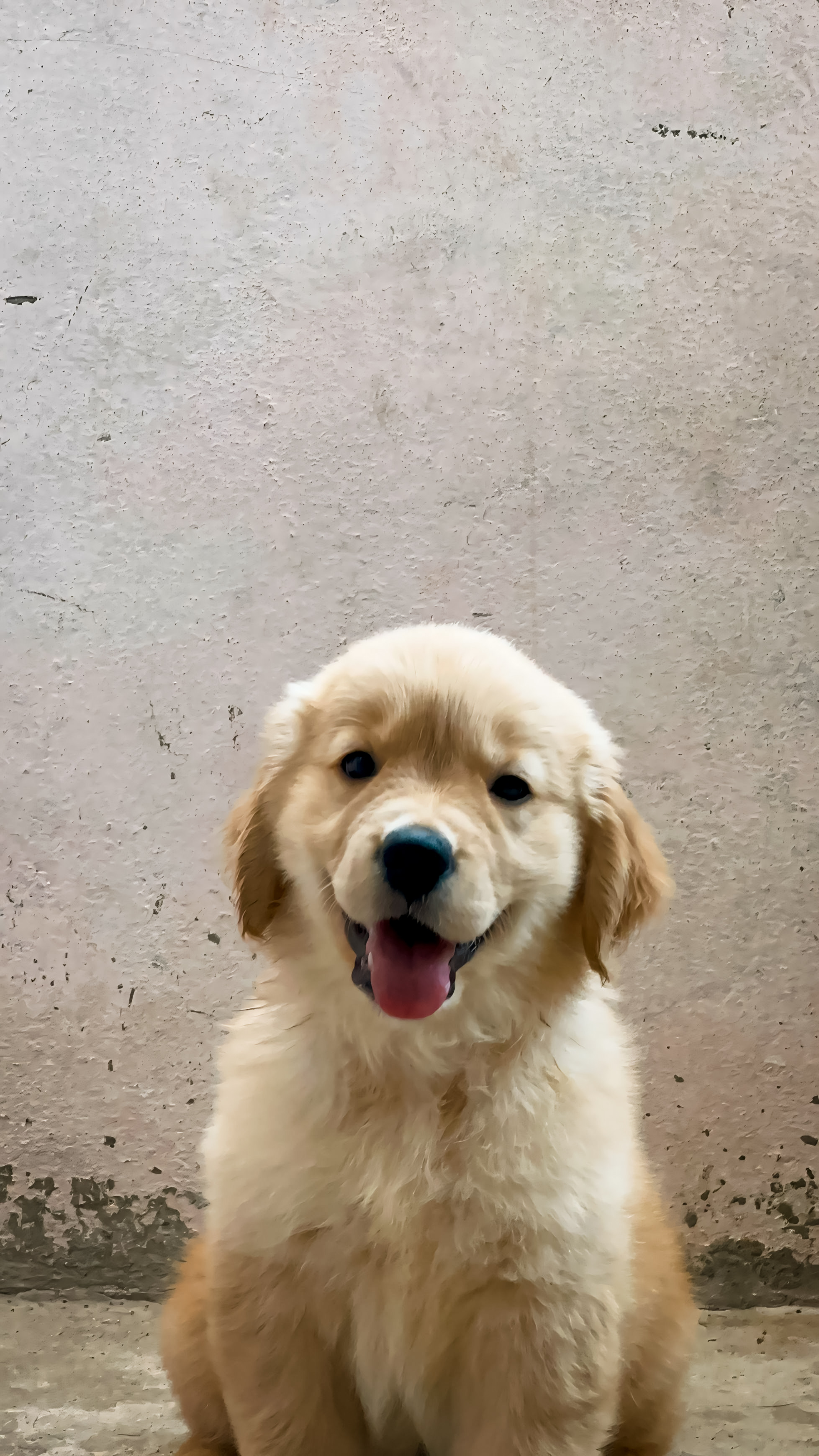 Happy Golden Retriever Puppy
